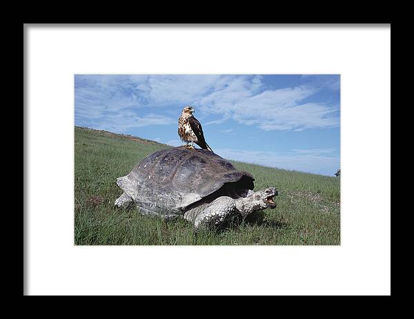 00140050 Framed Print featuring the photograph Giant Tortoise and Galapagos Hawk by Tui De Roy