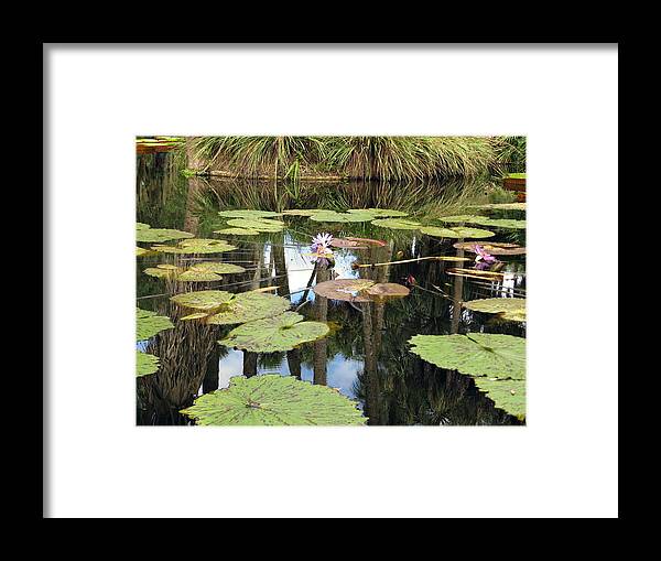 Giant Water Lilies Framed Print featuring the photograph Giant water lilies by Zina Stromberg