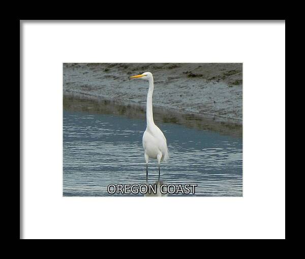 White Heron Framed Print featuring the photograph Giant White Heron by Gallery Of Hope 