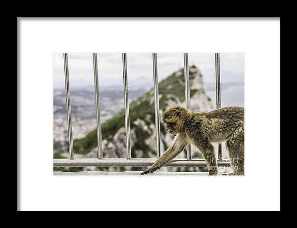 Monkey Framed Print featuring the photograph Gibraltar Monkey by Stefano Piccini