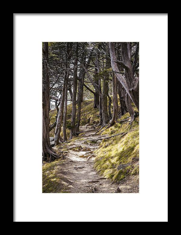 Tree Framed Print featuring the photograph Gibraltar Rock trail wisconsin by Steven Ralser