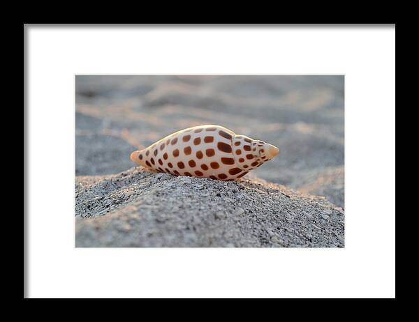 Junonia Framed Print featuring the photograph Gift from the Sea by Melanie Moraga