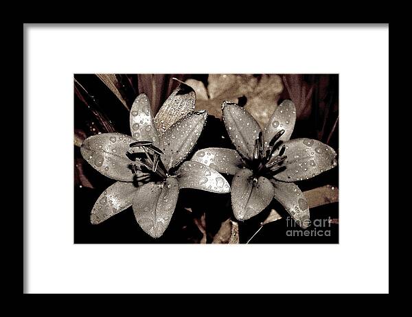 Lily Framed Print featuring the photograph Gilded Lilies by Linda Bianic