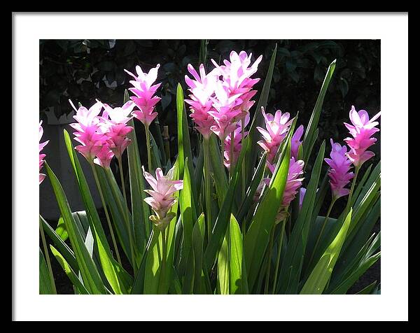 Goner In Bloom Framed Print featuring the photograph Ginger Is A Complete Surprise In Bloom by Patricia Greer