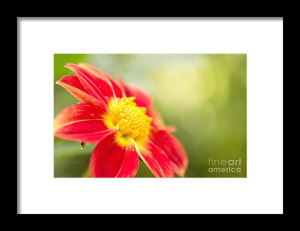 Dahlia Framed Print featuring the photograph Ginger by Beve Brown-Clark Photography