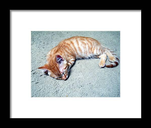 Cat Framed Print featuring the photograph Ginger Sleeps by Eric Forster