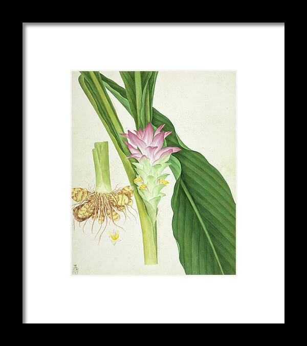 Angiosperm Framed Print featuring the photograph Ginger (zingiber Officinale) Plant by Natural History Museum, London/science Photo Library