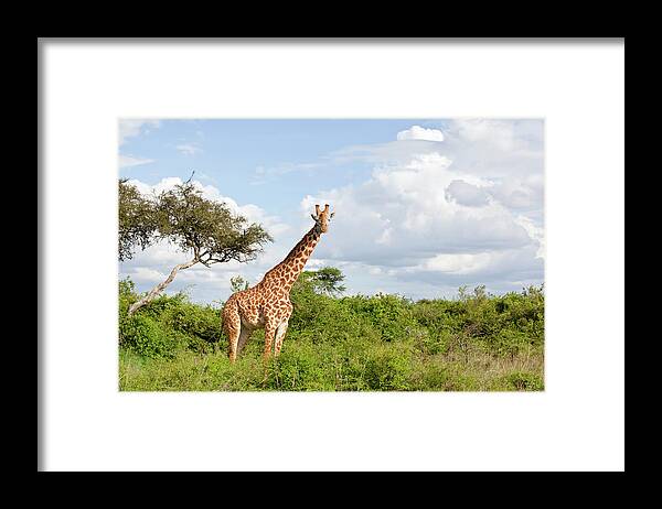 Eco Tourism Framed Print featuring the photograph Giraffe by 1001slide