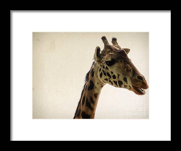 Wildlife Framed Print featuring the photograph Giraffe 2 by Andrea Anderegg