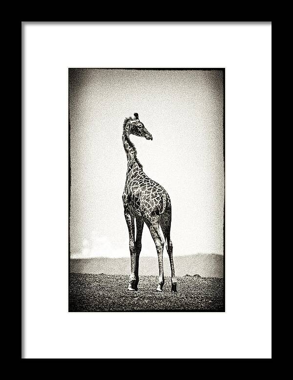Africa Framed Print featuring the photograph Giraffe Backward Glance by Mike Gaudaur