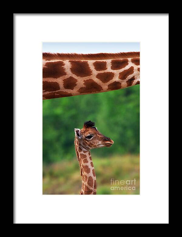 Africa Framed Print featuring the photograph Giraffe calf below the neck of her mother by Nick Biemans