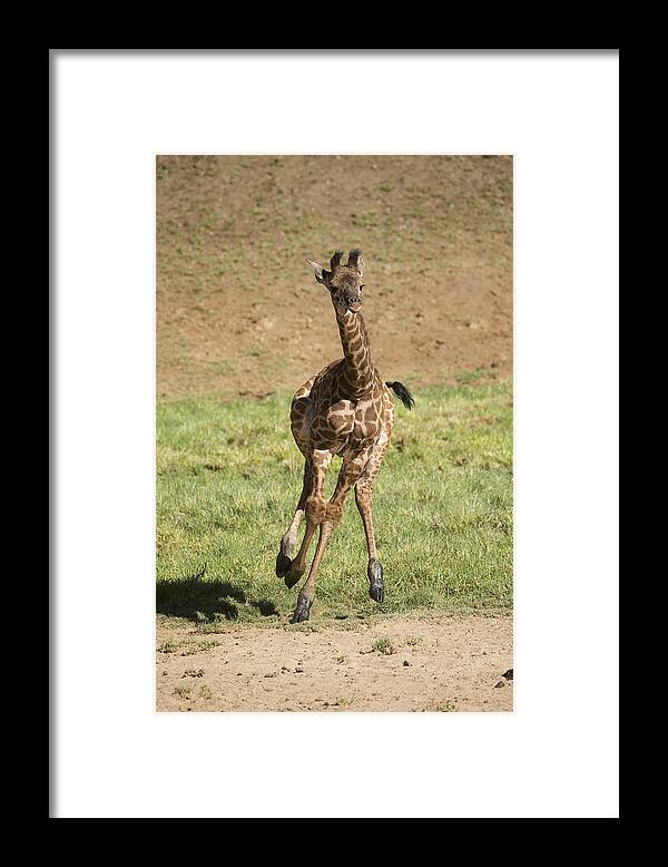 San Diego Zoo Framed Print featuring the photograph Giraffe Calf Running by San Diego Zoo