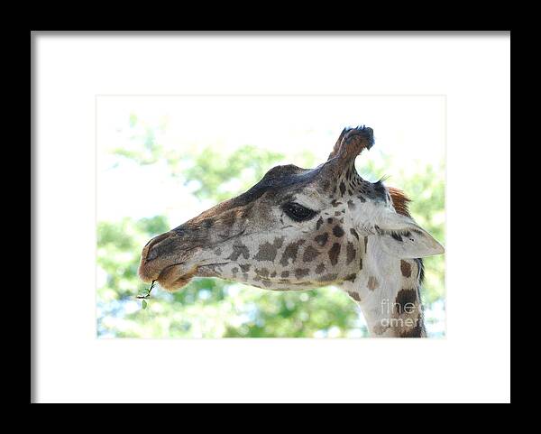Giraffe Framed Print featuring the photograph Giraffe Chewing on a Tree Branch by DejaVu Designs