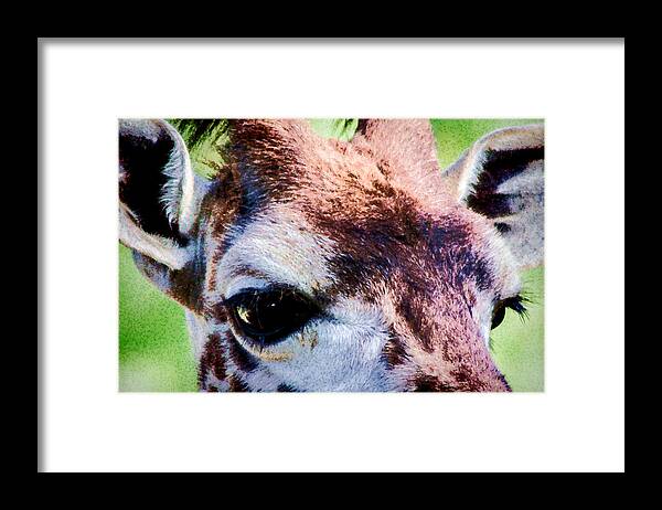 Giraffe Framed Print featuring the digital art Giraffe Eyes by Photographic Art by Russel Ray Photos