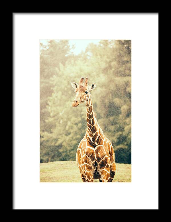Vintage Framed Print featuring the photograph Giraffe In The Rain by Pati Photography