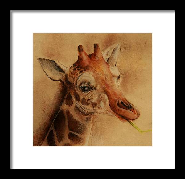 Young Giraffe Framed Print featuring the drawing Giraffe by Jean Cormier