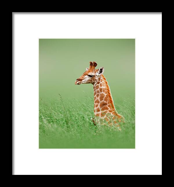 #faatoppicks Framed Print featuring the photograph Giraffe lying in grass by Johan Swanepoel