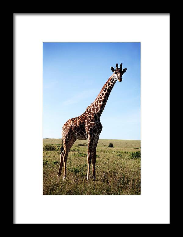 Kenya Framed Print featuring the photograph Giraffe On Savannah by Johner Images