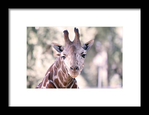 Giraffe Framed Print featuring the photograph Giraffe Staring by Shoal Hollingsworth