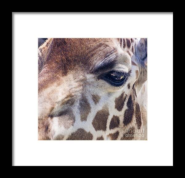 Nimals Framed Print featuring the photograph Giraffe by Steven Ralser