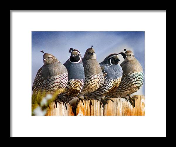 Quail Framed Print featuring the photograph Girl Boy Girl Boy Girl by Janis Knight
