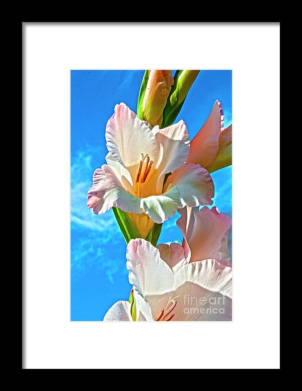 Gladiolus Framed Print featuring the photograph Gladiolus by Heiko Koehrer-Wagner
