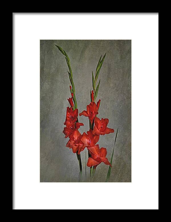 Gladiolus Framed Print featuring the photograph Gladiolus I by Richard Macquade
