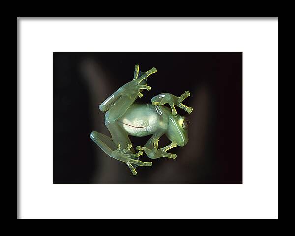 Feb0514 Framed Print featuring the photograph Glass Frog by Heidi & Hans-Juergen Koch