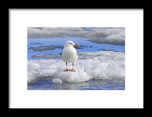 Feb0514 Framed Print featuring the photograph Glaucous Gull On Ice Floe Norway by Konrad Wothe