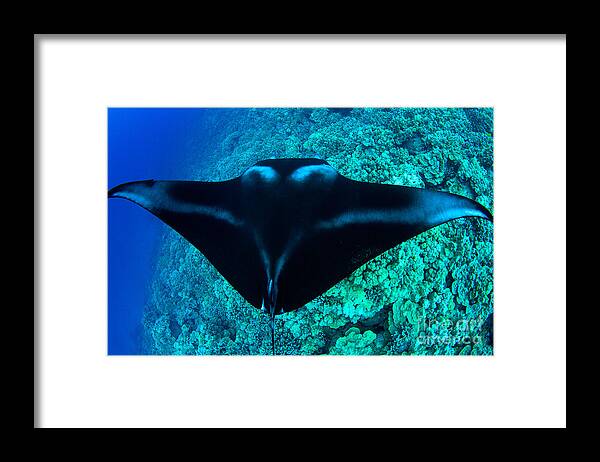 Manta Ray Framed Print featuring the photograph Glide by Aaron Whittemore