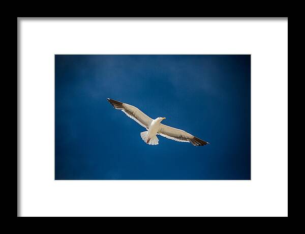 Glide Framed Print featuring the photograph Glide by Mike Lee