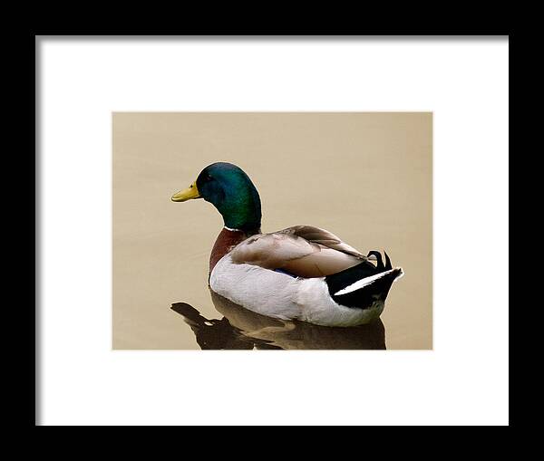 Mallard Framed Print featuring the photograph Gliding by Frank Bright