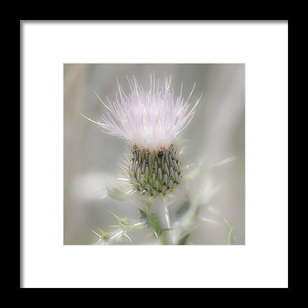 Glimmering Thistle Framed Print featuring the photograph Glimmering Thistle by Debra Martz