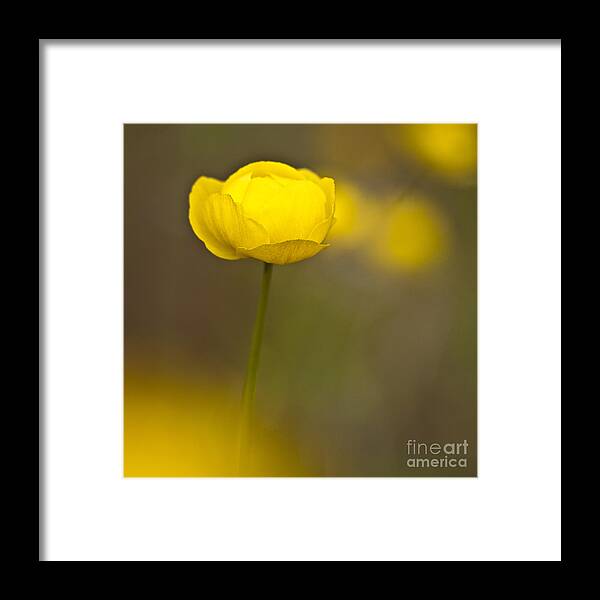 Ranunculaceae Framed Print featuring the photograph Globe Flower by Heiko Koehrer-Wagner