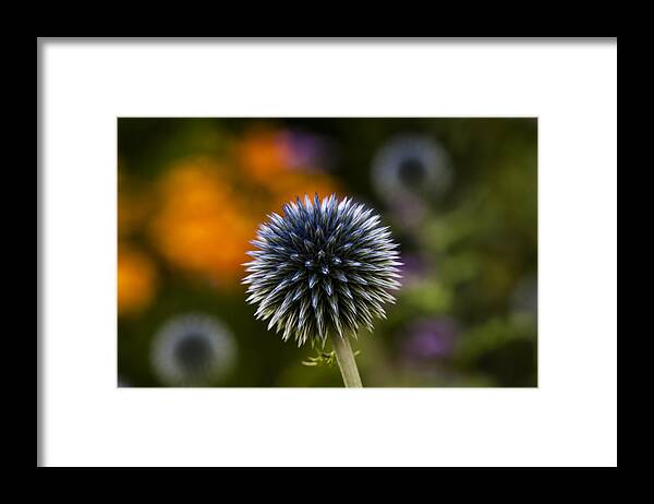 Globe Thistles Framed Print featuring the photograph Globe Thistles II by Dan Hefle