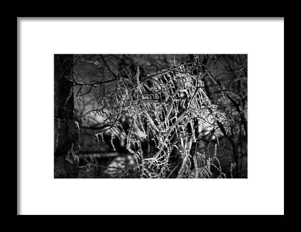 Adams Framed Print featuring the photograph Gloomy Icy Tree by Brett Engle