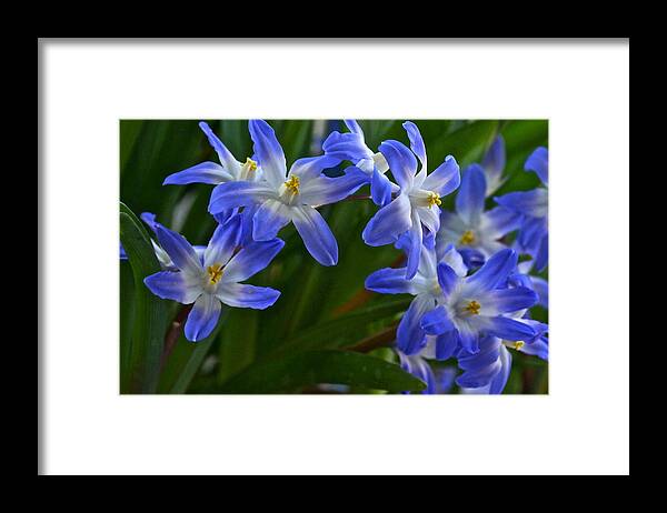 Glory Of The Snow Framed Print featuring the photograph Glories of the Snow by Byron Varvarigos