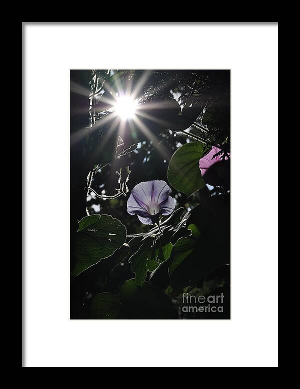 Morning Glory Framed Print featuring the photograph Glorious by Cheryl Baxter