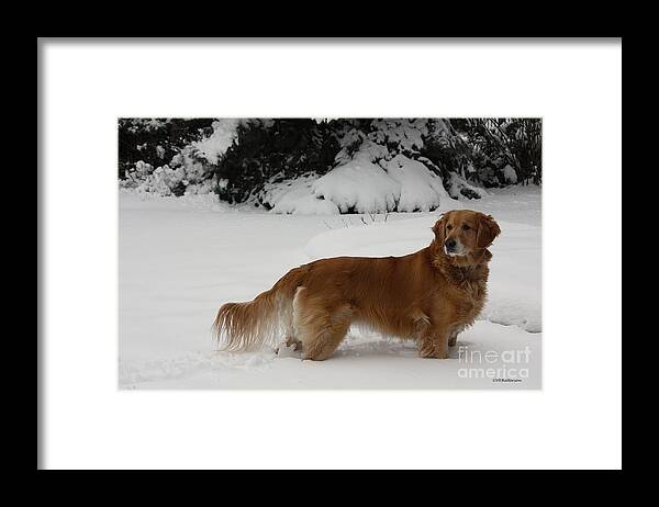Golden Retriever Framed Print featuring the photograph Glorious Girl by Veronica Batterson