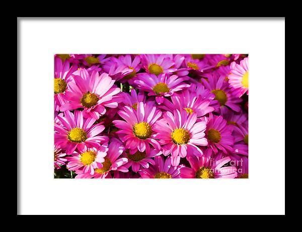 Glorious Framed Print featuring the photograph Glorious Pink Mums by Audreen Gieger