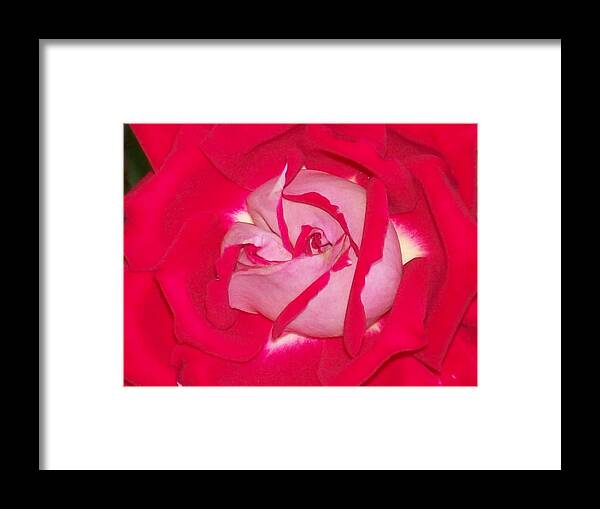 This Rose Almost Has A Peppermint Look To It In Full Bloom. Framed Print featuring the photograph Glorious Red Rose by Belinda Lee