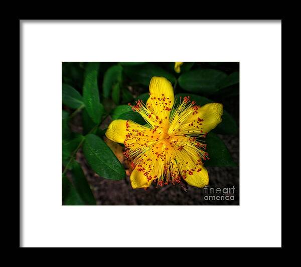Flower Framed Print featuring the photograph Yellow and Red in a Sea of Green by Doc Braham