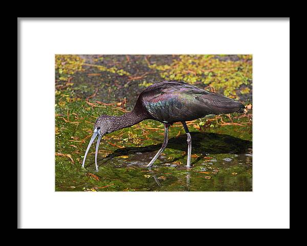 Ibis Framed Print featuring the photograph Glossy Ibis by Bruce J Robinson