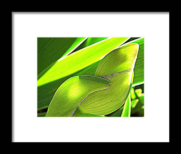 Nature Framed Print featuring the photograph Glowing Iris Buds by Chris Berry