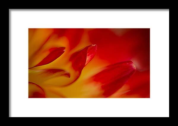 Floral Framed Print featuring the photograph Glowing by Mary Jo Allen