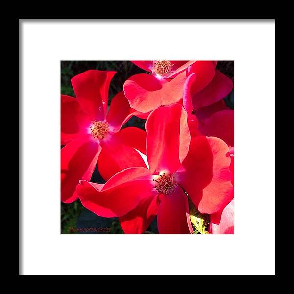 Glowing Framed Print featuring the photograph Glowing Red Roses by Anna Porter
