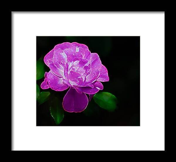 Flowers Framed Print featuring the photograph Glowing Rose II by Penny Lisowski
