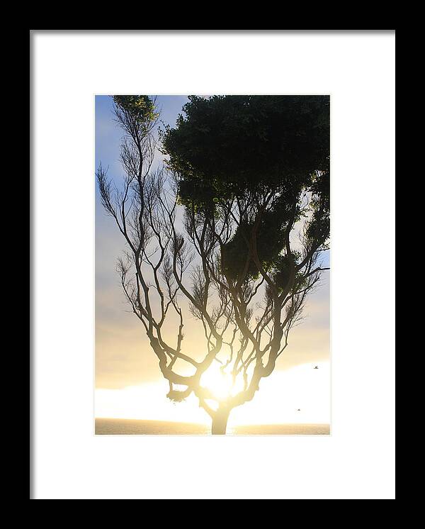 Sunset Framed Print featuring the photograph Glowing Tree by Daniel Schubarth
