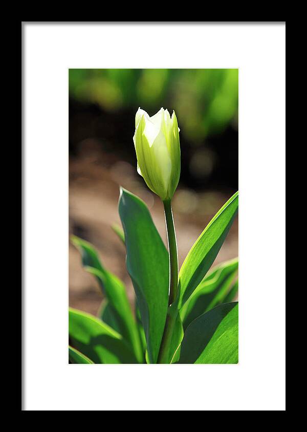 Flower Framed Print featuring the photograph Glowing Tulip by Arthur Fix