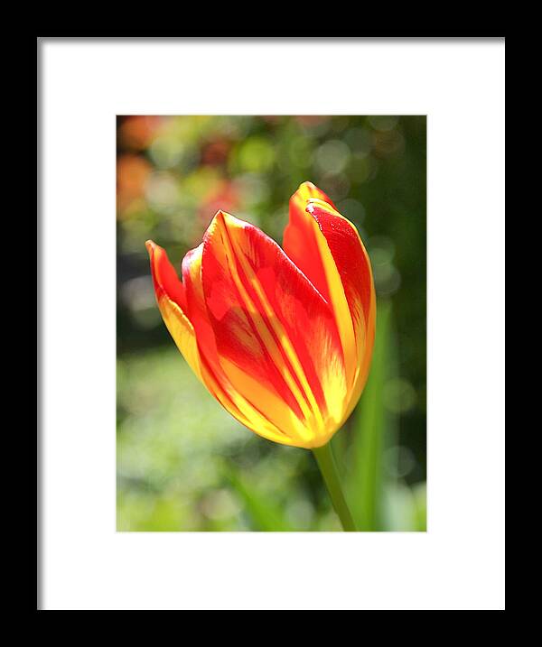 Tulip Framed Print featuring the photograph Glowing Tulip by Rona Black